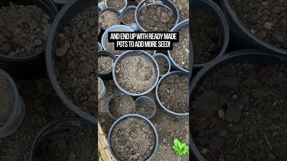 Save Your Soil #shorts #gardentips #gardening #soil #beginners