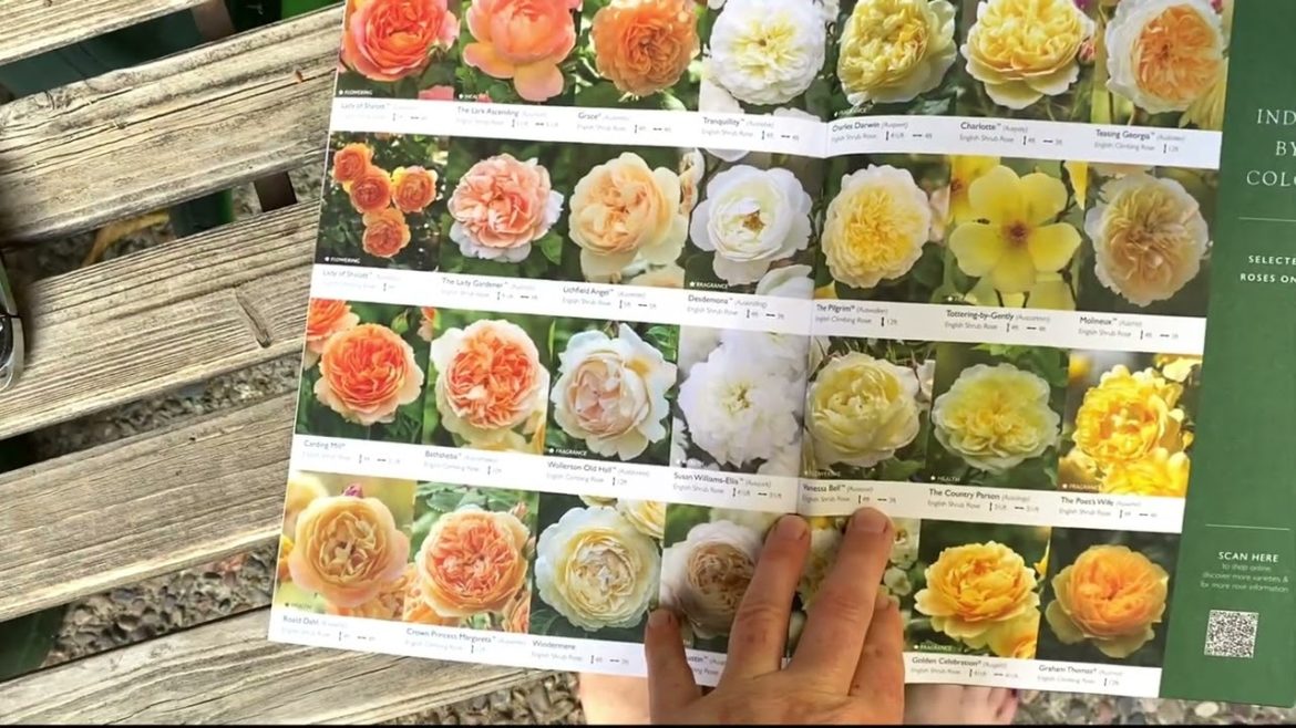 A Morning Look at my David Austin Rose Container Garden in April 2022 in zone 9 A Morning Look at my David Austin Rose Container Garden in April 2022 in zone 9