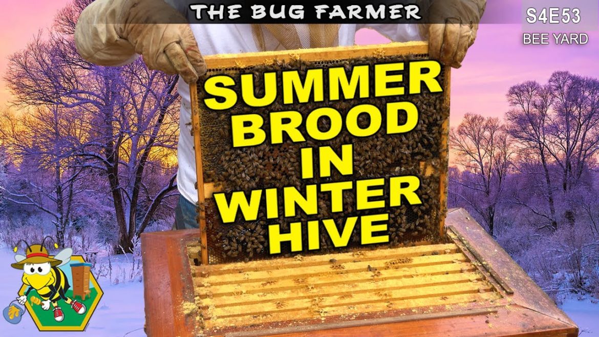 The Bee Barn Doesn't Disappoint | Summer Brood in a Winter Hive #beekeeping #bees The Bee Barn Doesn't Disappoint | Summer Brood in a Winter Hive #beekeeping #bees