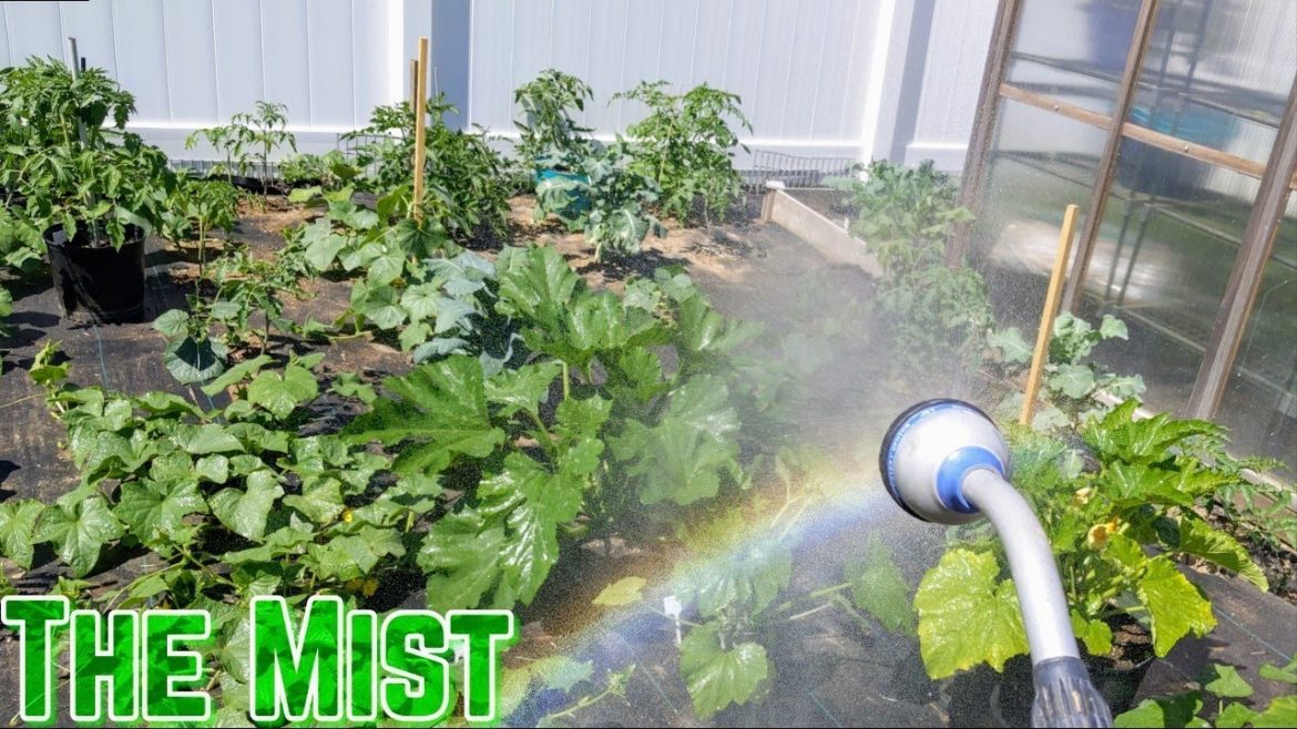 Garden Tips | How to save your plants from sunburn | Tips for Beginners| Garden Tips | How to save your plants from sunburn | Tips for Beginners|