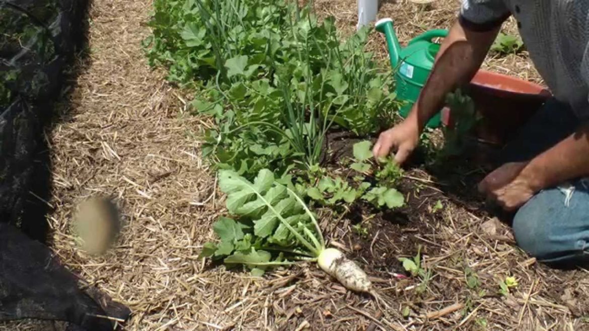 Getting the most out of a backyard garden raised bed