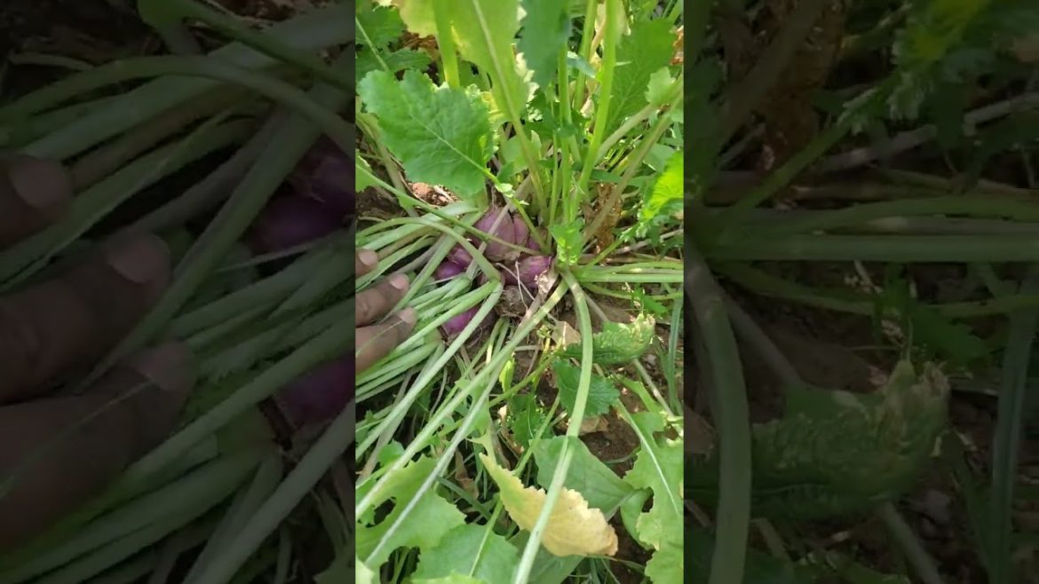 Vegetables Growing Tips|How to grow vegetables|Vegetables growing tips#villagemainaurap #shorts