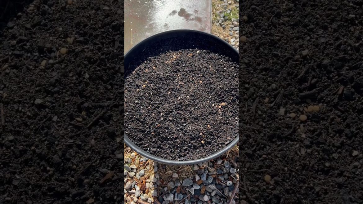 Container garden after a rain event update #shorts #fall #containergardening