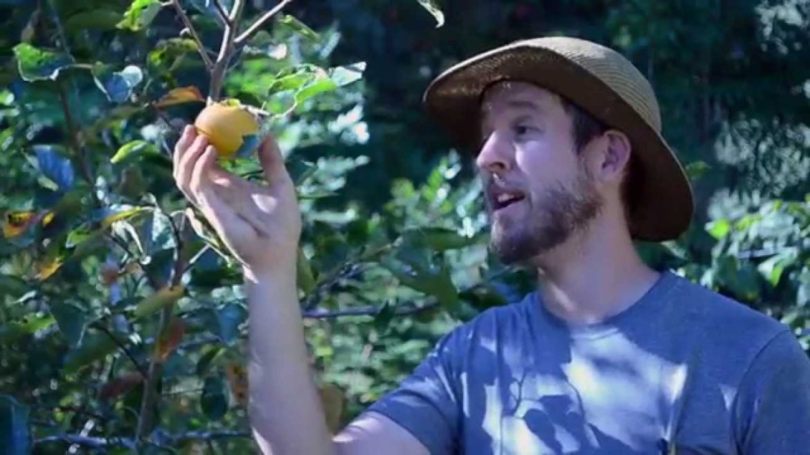 Crash Gardening S2 Mini-Episode: The Japanese Persimmon