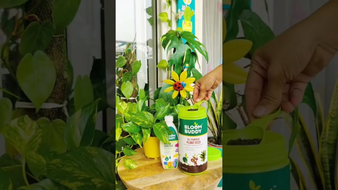 Bloom Buddy products are organic and rich in NPK #shorts #bloombuddy