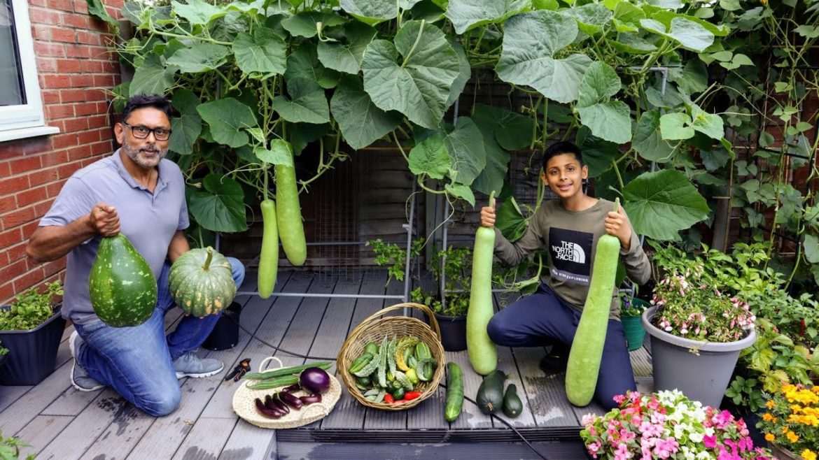 Harvesting Deshi Vegetables In Uk 2021 Harvesting Deshi Vegetables In Uk 2021