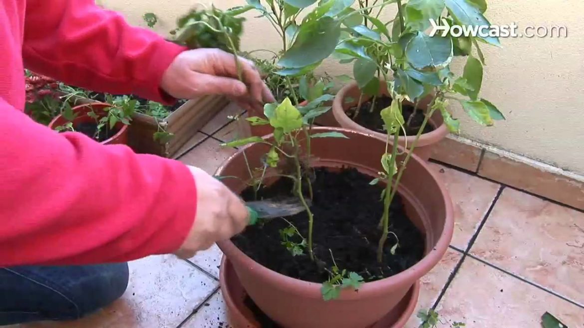 How to Practice Vegetable Container Gardening