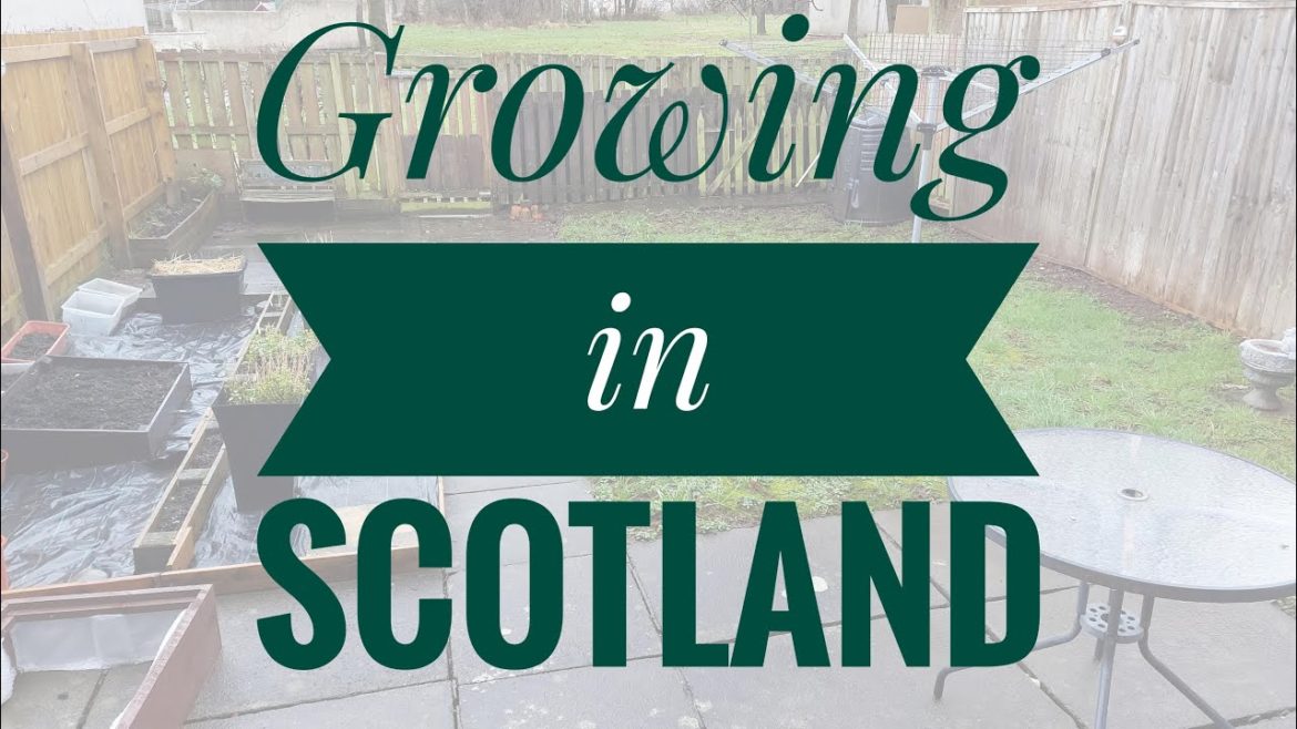 Growing in Scotland vegetable gardening Update on my veg Garden transformation
