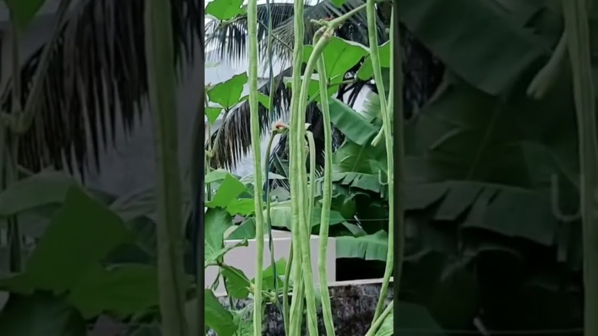 മീറ്റർ പയർ #krishitips #gardentips #usefulsnippets #shorts