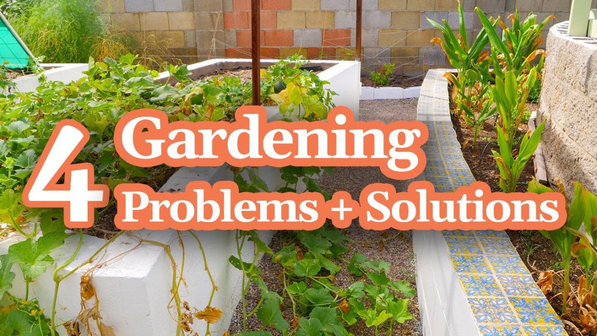 4 Common Gardening Problems + Solutions | Lynette Zang’s Urban Farm 4 Common Gardening Problems + Solutions | Lynette Zang’s Urban Farm