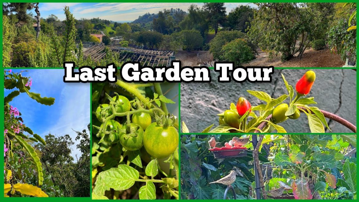 Last Garden Tour Growing Winter Vegetables Collard Purple Kale Eggplant Peppers Container Gardening Last Garden Tour Growing Winter Vegetables Collard Purple Kale Eggplant Peppers Container Gardening