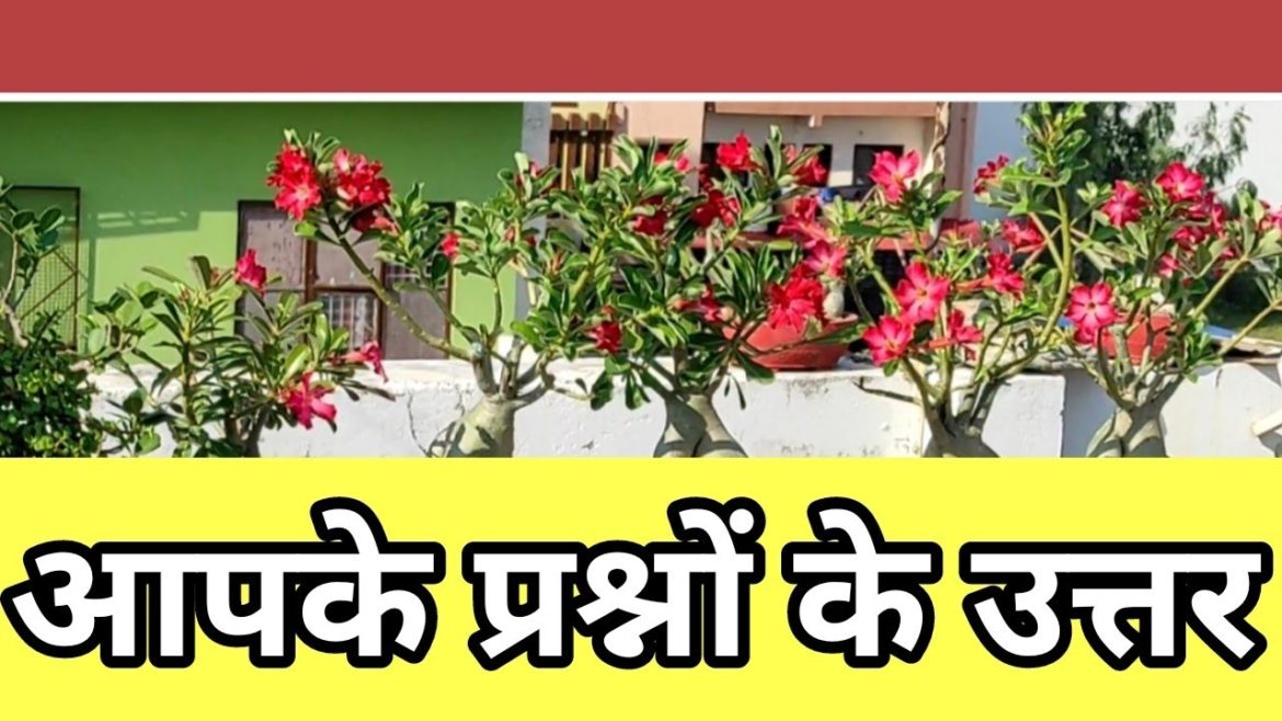 how we make leaf mould? Q&A gardening tips for beginners how we make leaf mould? Q&A gardening tips for beginners