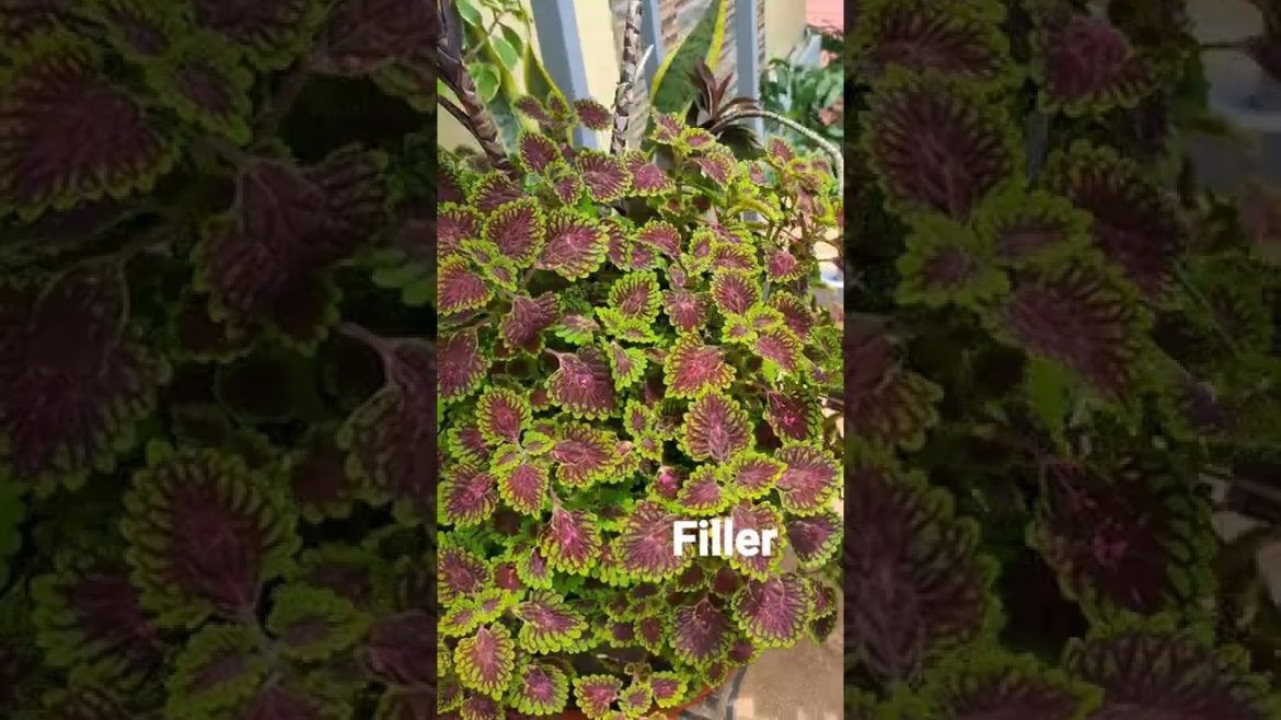 Container garden. 💚🍃🌱  3 in 1 pot. Pottedplants. #houseplants #gardening 🌿💚