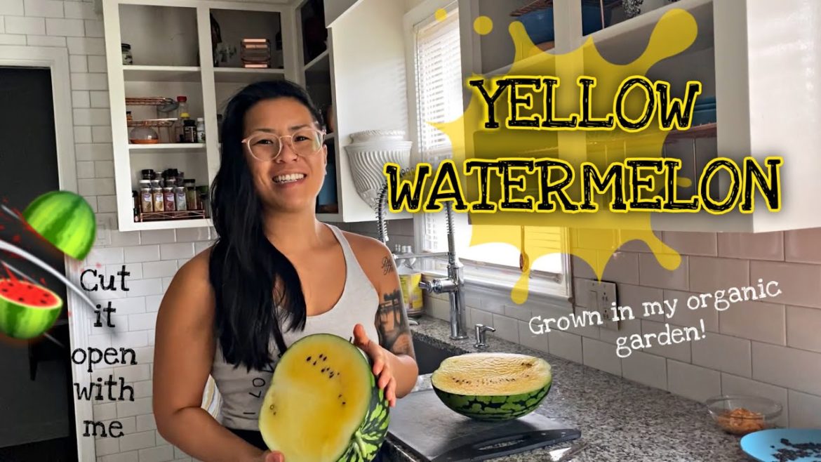 YELLOW WATERMELON! Homegrown Organic NC Backyard Garden Zone 7b YELLOW WATERMELON! Homegrown Organic NC Backyard Garden Zone 7b