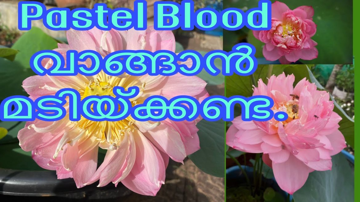 Pastel Blood Lotus Malayalam / Peachy girl lotus Malayalam / lotus good bloomers / lotus tuber sale Pastel Blood Lotus Malayalam / Peachy girl lotus Malayalam / lotus good bloomers / lotus tuber sale