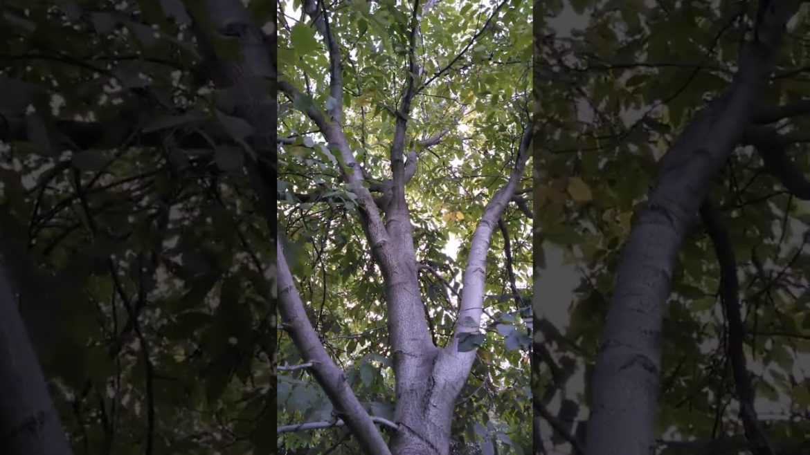 Relaxing atmosphere in the garden [2022]