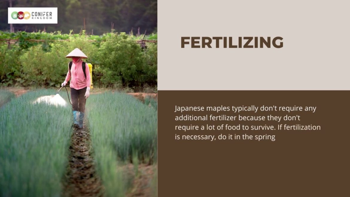 Buy Bihou Japanese Maple From Conifer Kingdom