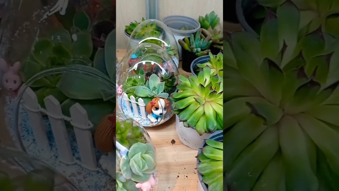 Succulent Plants#shortsvideo#short#shorts