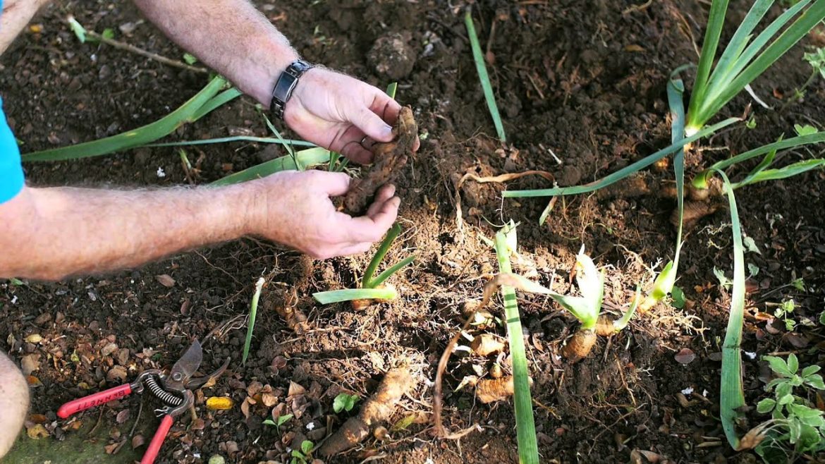 Garden Tips Transplanting Irises