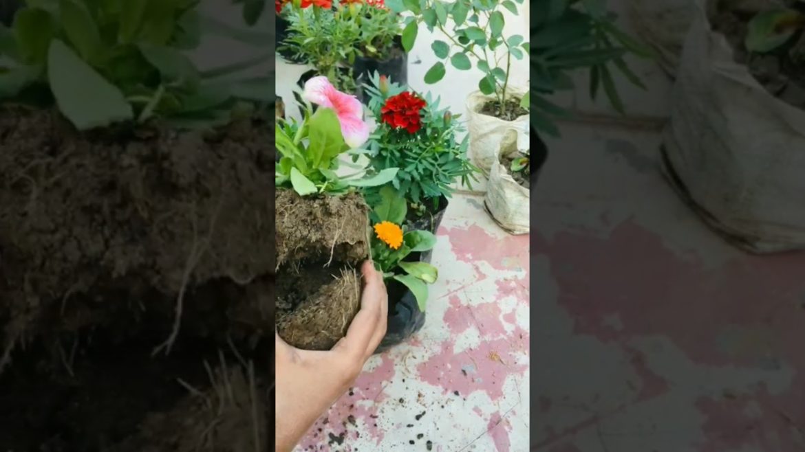 How to use clay soil for growing winter flowering plants | Soil Mixture |#Shorts #soilmix #flowers