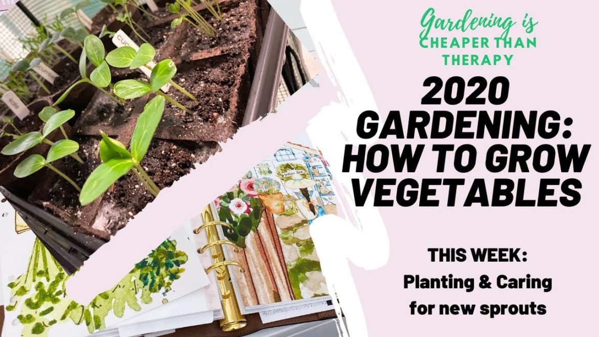 2020 GARDENING: How to grow Vegetables : Week 2: Planting and Watering