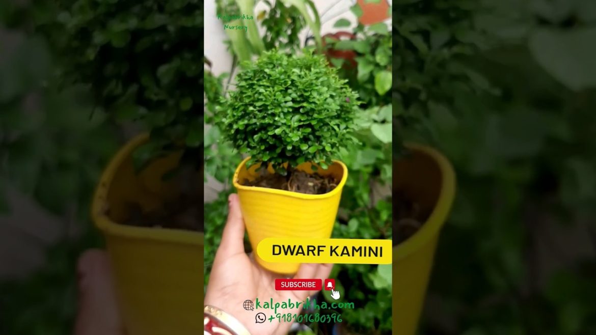 Dwarf Table kamini Plant Specialities #foliageplant #kaminiplant #gardening #plants #bonsai #nursery