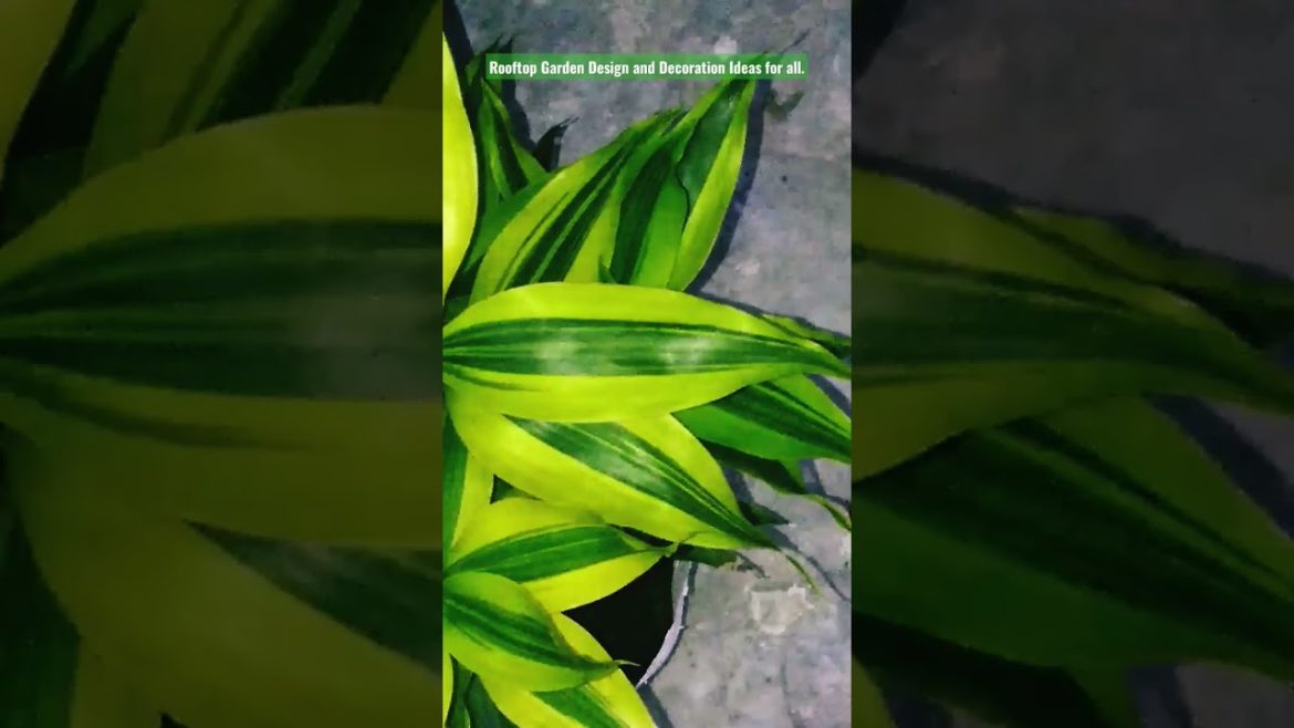 Rooftop Garden Design and Decoration Tree people of the world. #shorts #share #subscribe #status