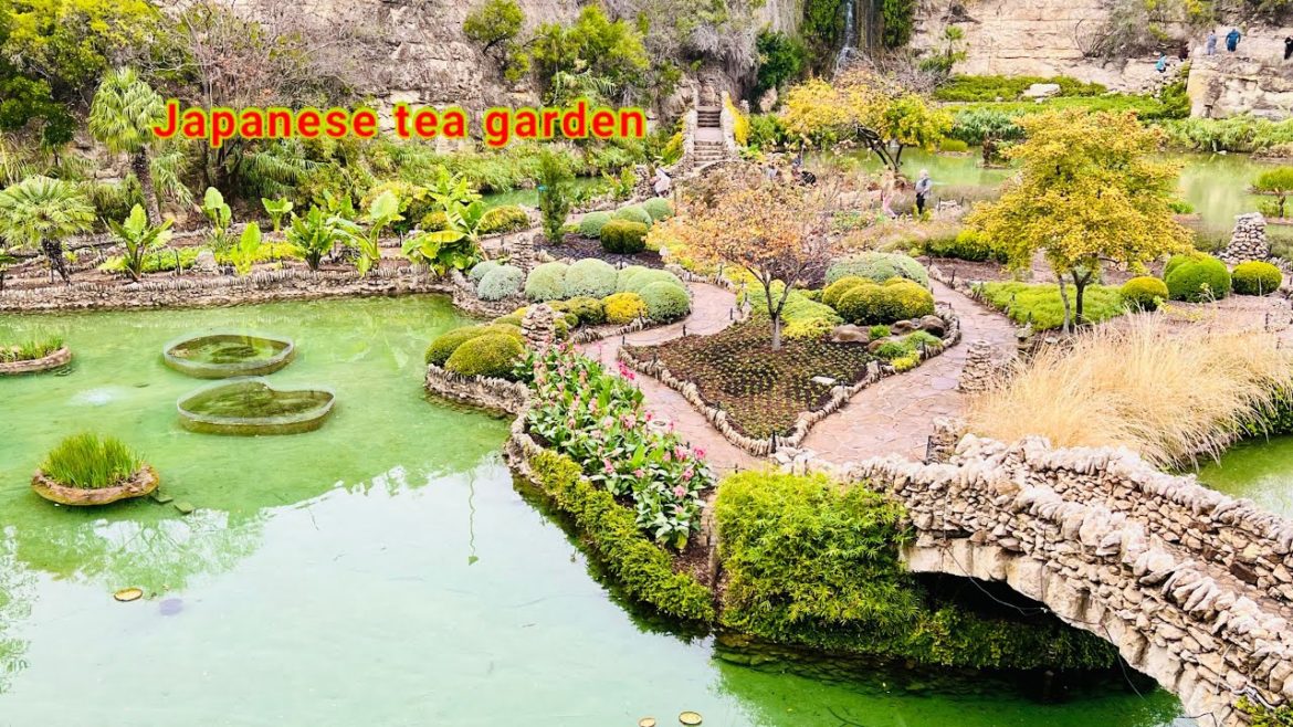 বিশেষ কারনে San Antonio এর উদ্দেশ্য রওনা দিলাম,Japanese tea garden থেকে ঘুরে আসলাম ॥ travel vlog