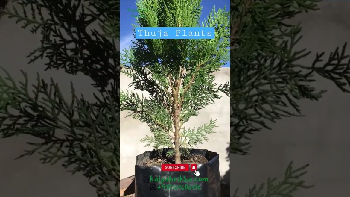 Thuja Plant Care & Propagation Tips #thuja #gardening #gardeningtips #gardeningdiy #plants #nursery