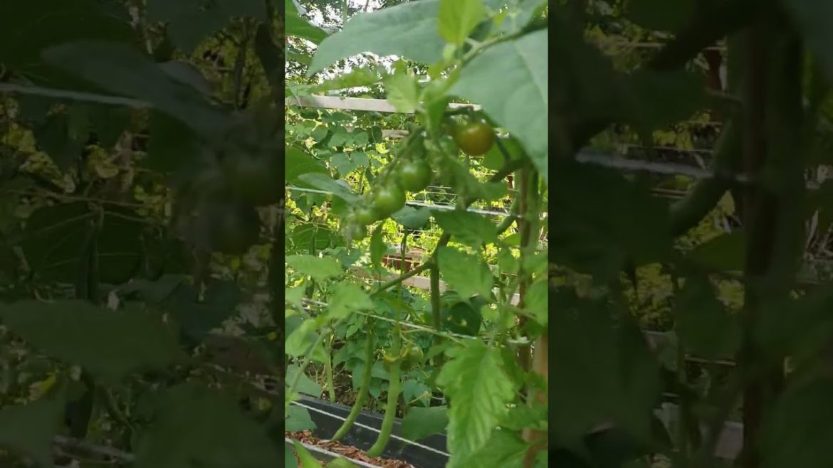 my dad backyard garden in Newfoundland