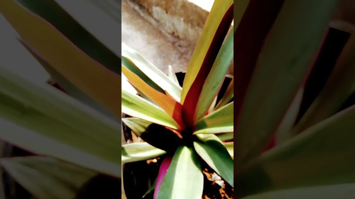 #shorts video #viral#trends  My helmet planter