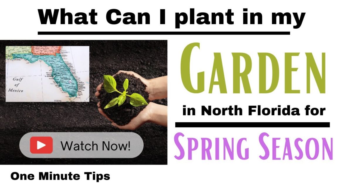 One Minute Tips - Garden - North Florida -What can I Plant in my Garden for Spring Season!
