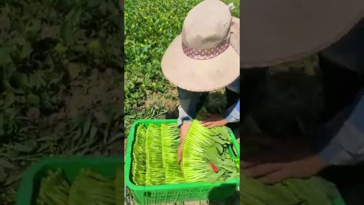 Satisfying video vegetable harvesting #Shorts