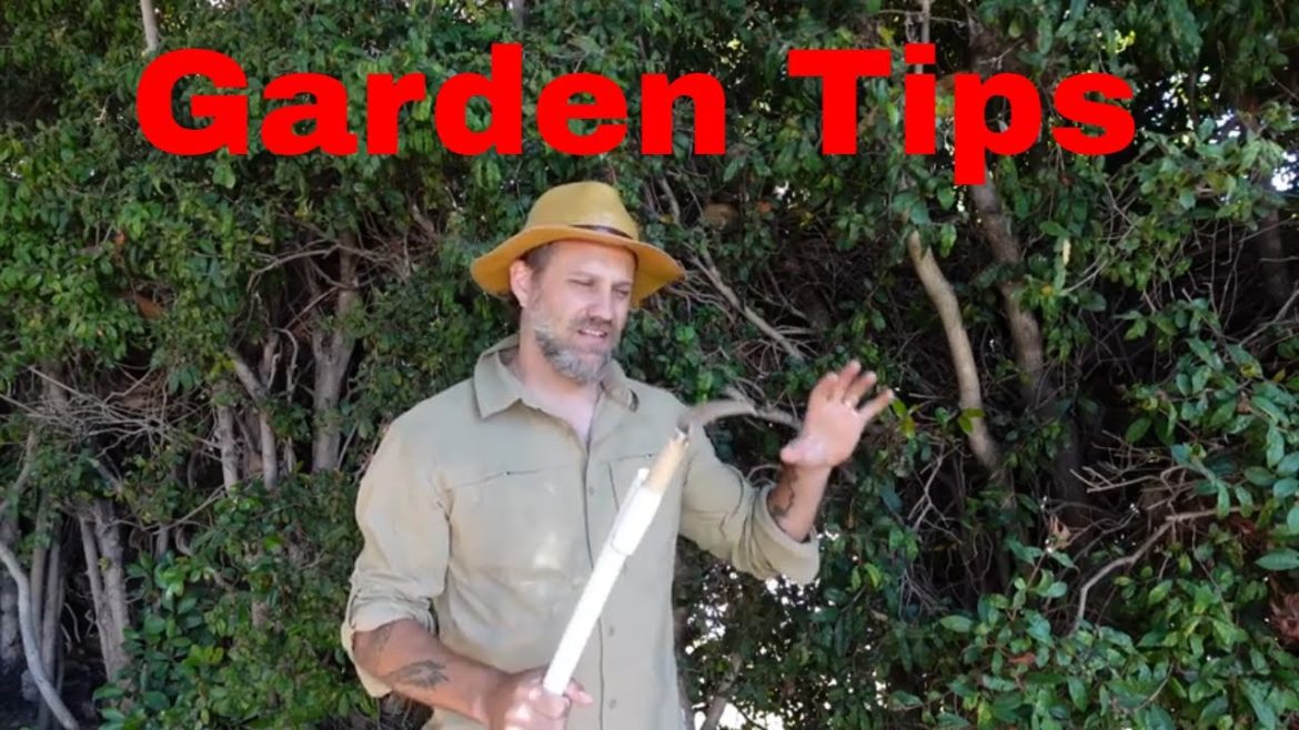 Garden tips for a better hedge and agapanthus Garden tips for a better hedge and agapanthus