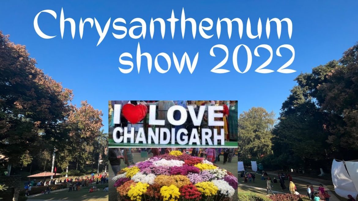 Chrysanthemum Show 2022 Chandigarh || Terraced Garden Sector 33 || Chandigarh @awarapahari Chrysanthemum Show 2022 Chandigarh || Terraced Garden Sector 33 || Chandigarh @awarapahari