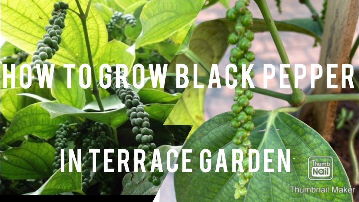 How to grow black pepper in our terrace garden/tips/maintenance/facts/tamil/anitha’s gardening tips