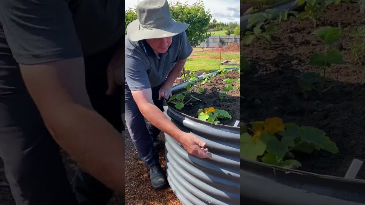 How To Maximise Growing Space in Raised Garden Beds | Top Tip #shorts How To Maximise Growing Space in Raised Garden Beds | Top Tip #shorts