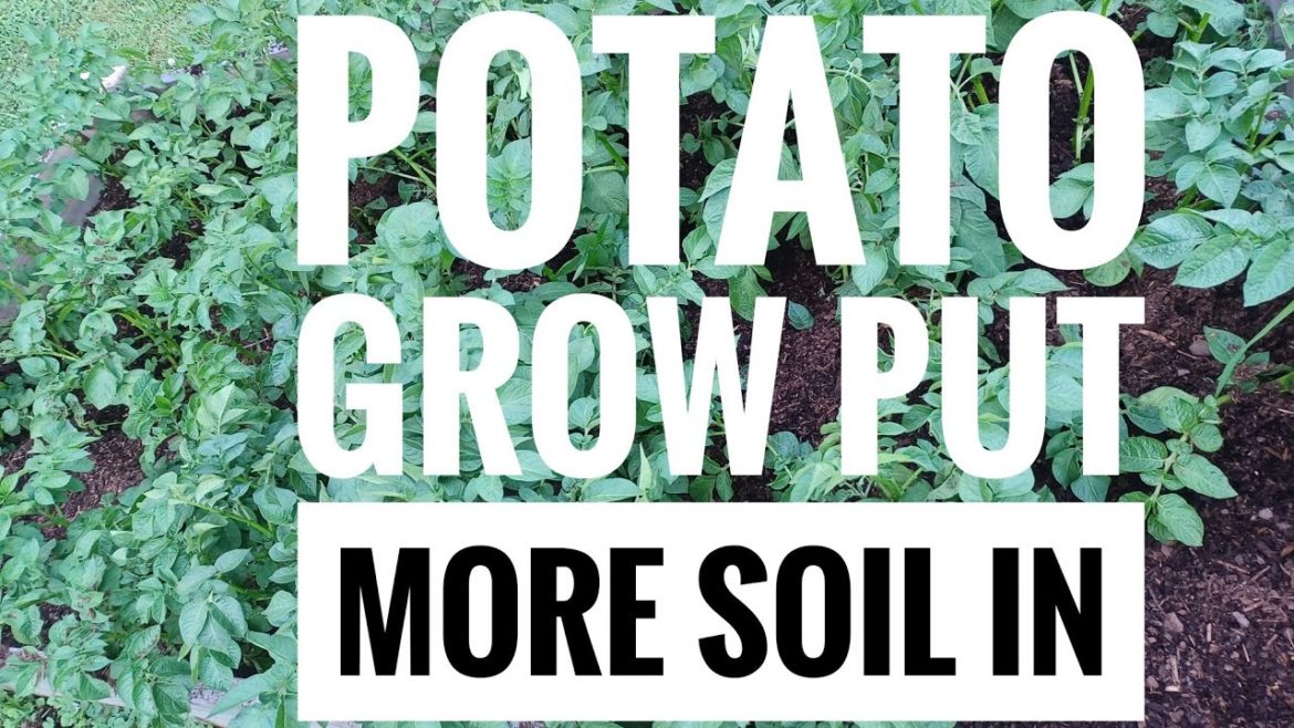 PREPPER PREPAREDNESS-POTATO GROW IN GROW BED-HOMESTEADING-GARDENING-PREPPPING-PREPARED-SHTF~GROW PREPPER PREPAREDNESS-POTATO GROW IN GROW BED-HOMESTEADING-GARDENING-PREPPPING-PREPARED-SHTF~GROW