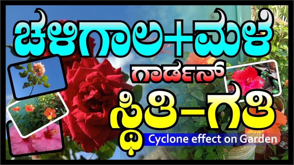 ಚಳಿಗಾಲ + ಮಳೆ ಗಿಡಗಳ ಸ್ಥಿತಿ-ಗತಿ |How to Beautify Your Garden in Winter: Tips from Marys mane Garden