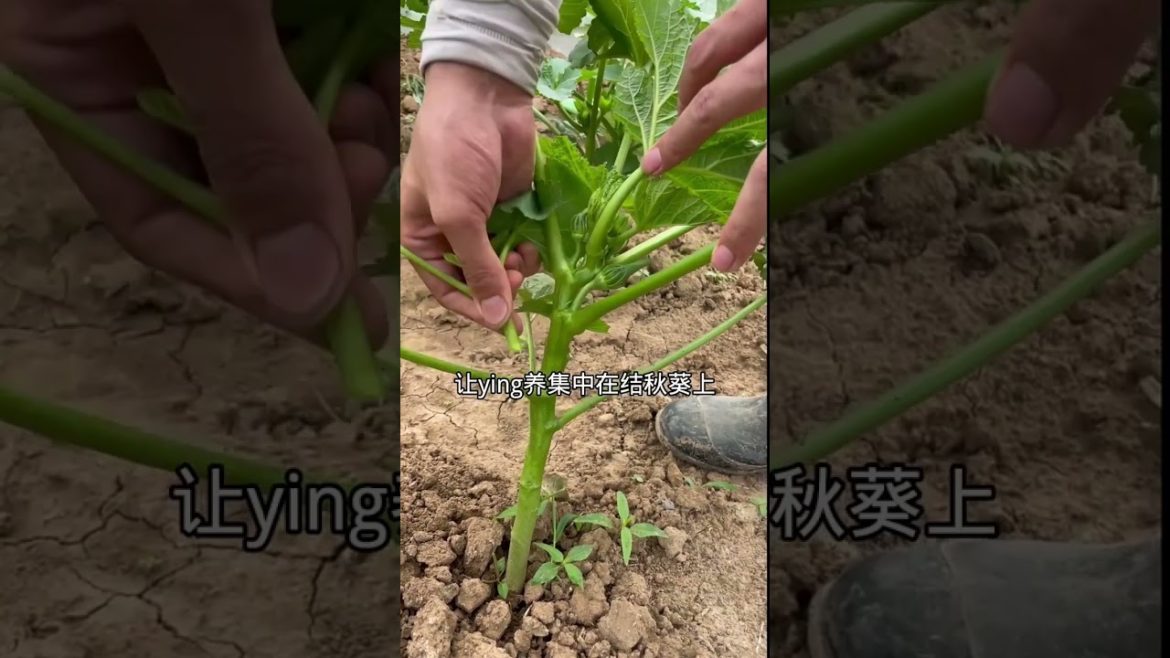 how to growth vegetable /gardening ideas for home