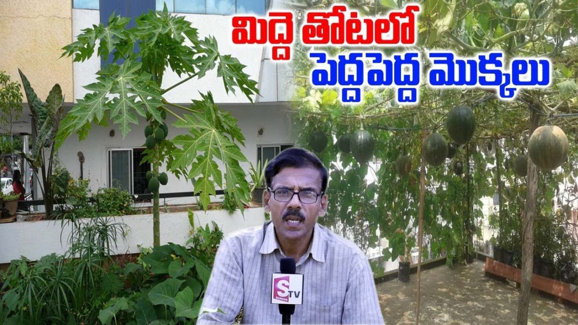 Roof Garden Tips with Thummeti Raghotham Reddy || Terrace Garden || SumanTV Tree