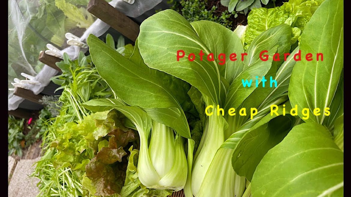 Potager with a cheap ridge wave sheet 🥬🌷 Harvest edition / garden diary # 9