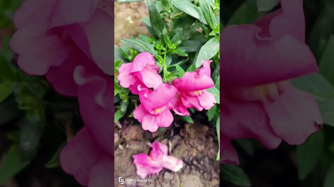 beautiful natural flowers//beautiful flower images #reels #flower #shorts #reels video