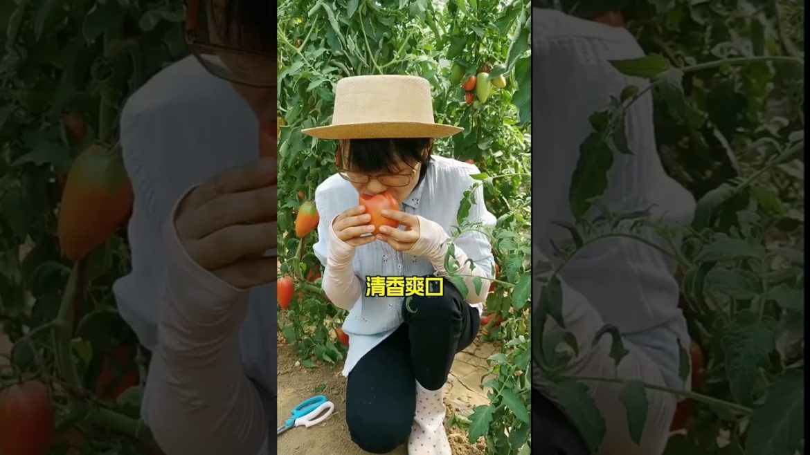 how to growth vegetable /gardening ideas for home