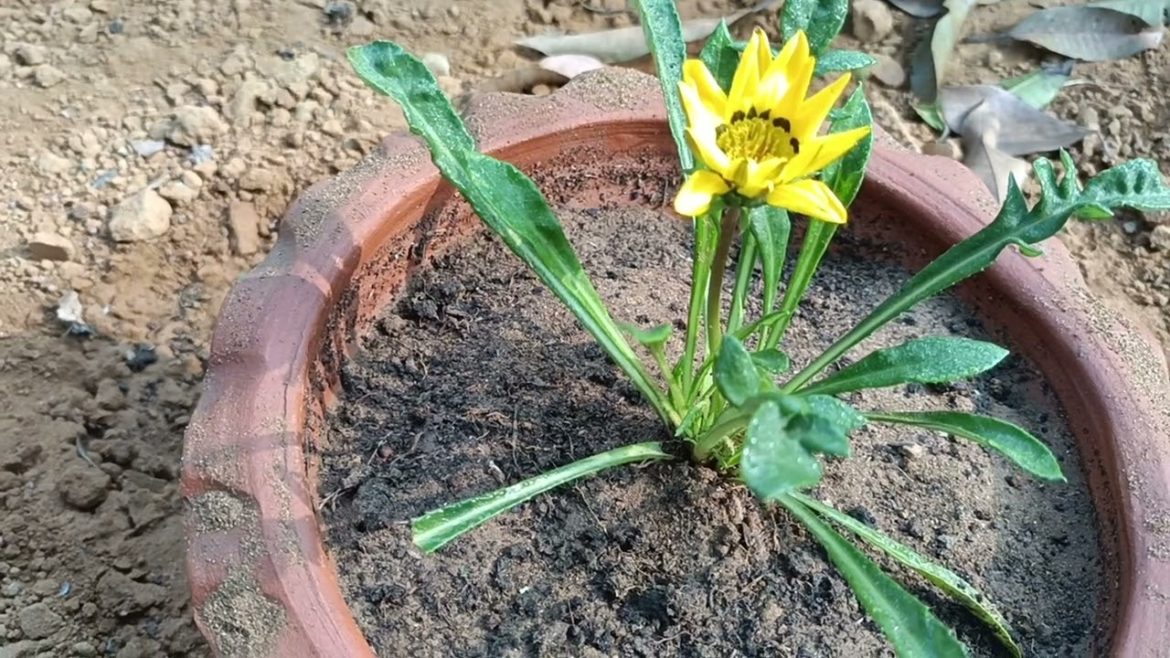 winter flower plant.gazania soilmix fertilizer and care tips.শীতের ফুল গাছ গজানিয়া পরিচর্যা।#gazania