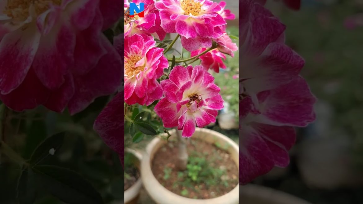 My Garden Collections -  Climbing roses