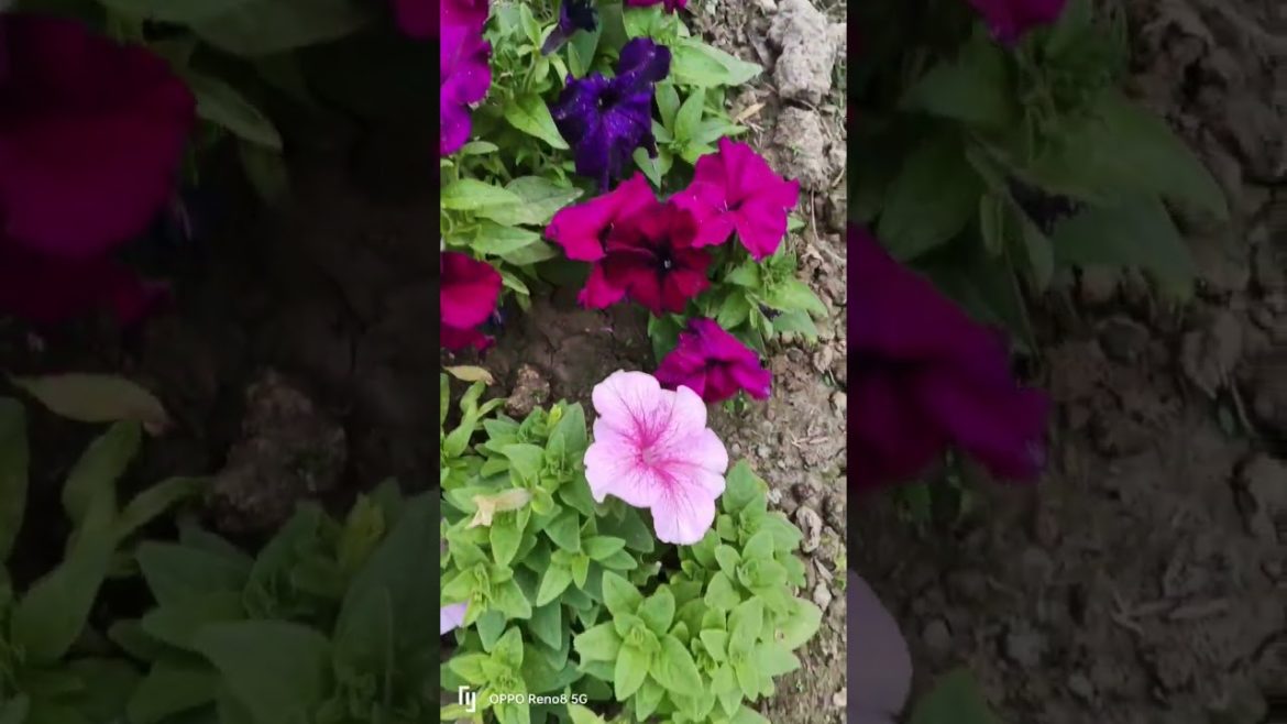 Beautiful flowers//Natural flowers images #shorts #trending #reels #vairal #flowers Beautiful flowers//Natural flowers images #shorts #trending #reels #vairal #flowers