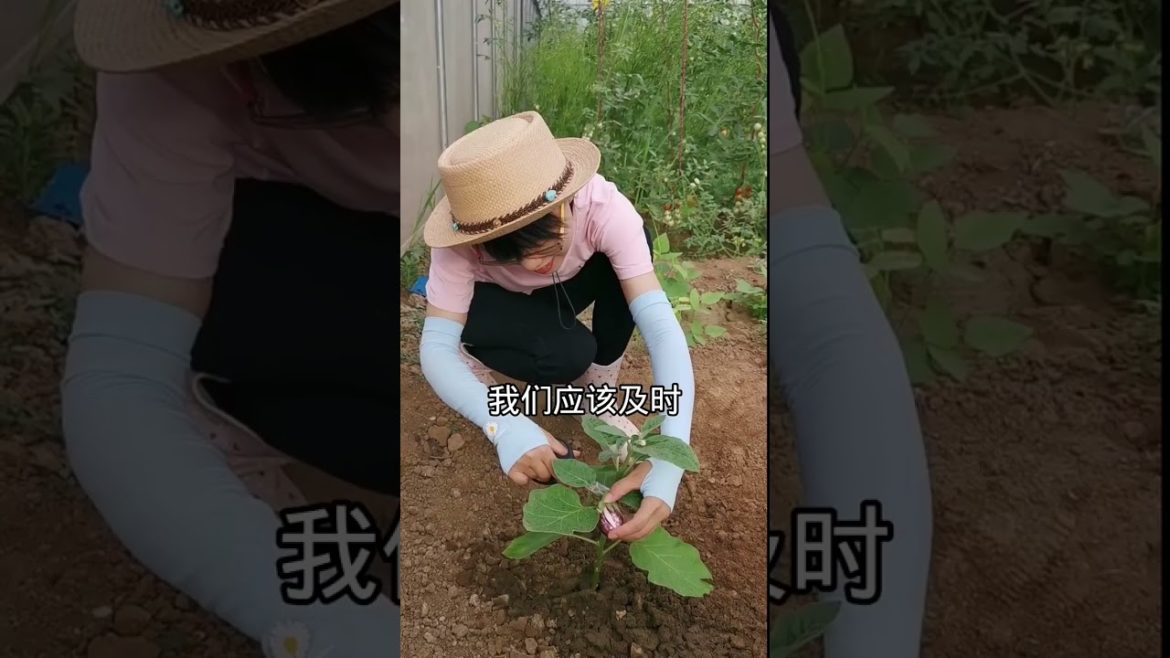 how to growth vegetable /gardening ideas for home