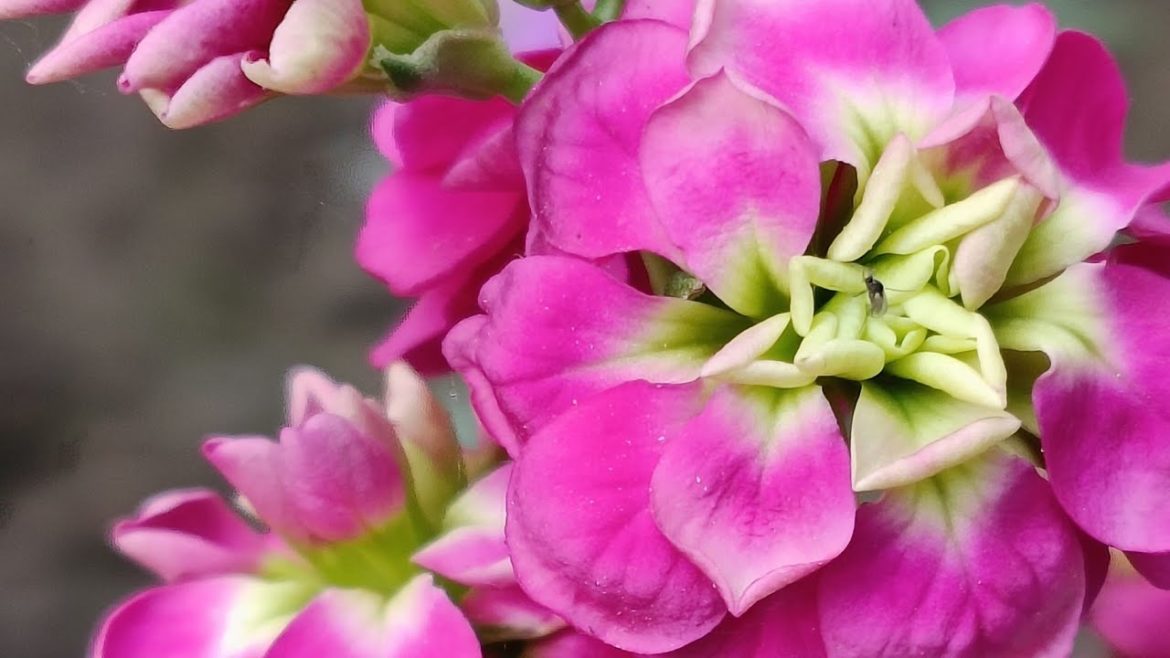 flower video status//good morning flower images #reels#flower flower video status//good morning flower images #reels#flower