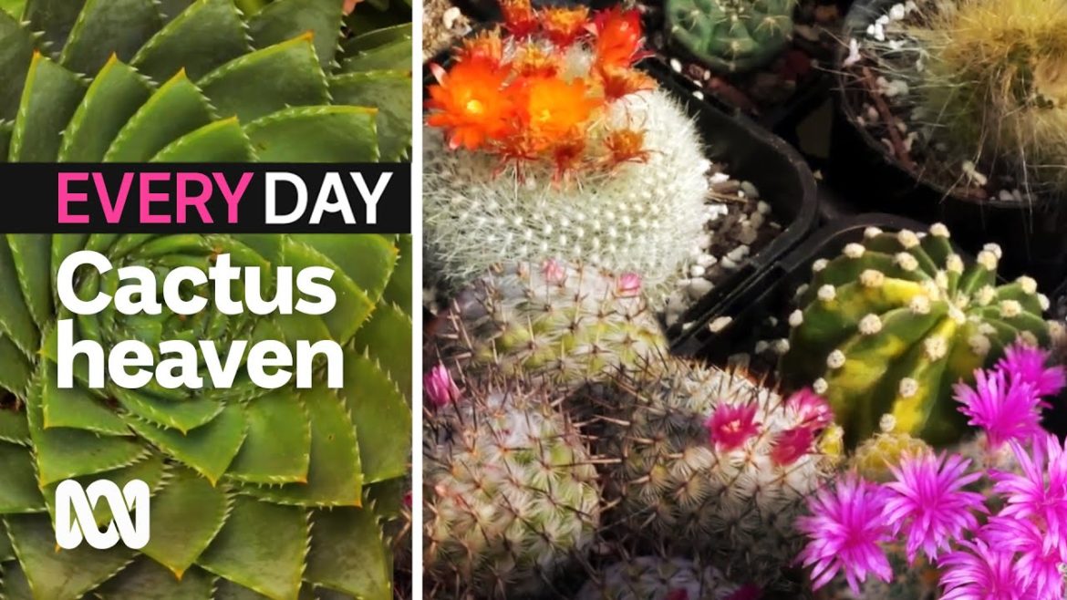 My succulent collection is not quite like any other 🌵 | Everyday Gardening | ABC Australia